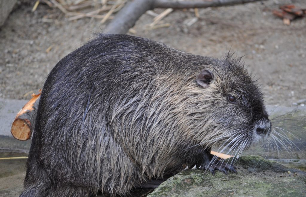 se debarrasser ragondins