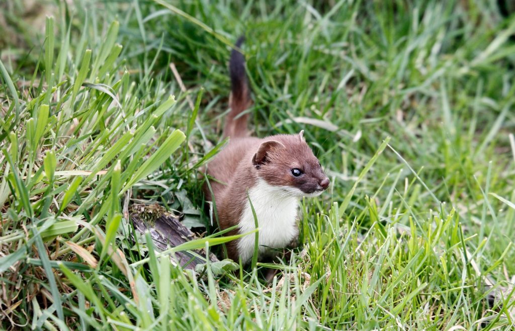 eloigner fouine jardin