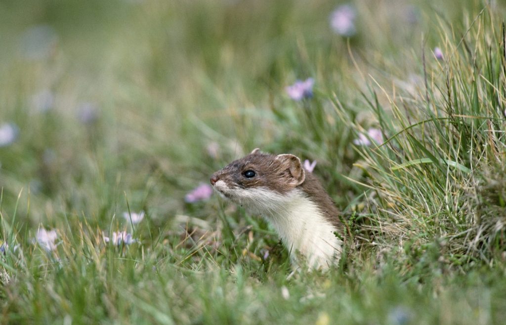 se debarrasser fouine jardin