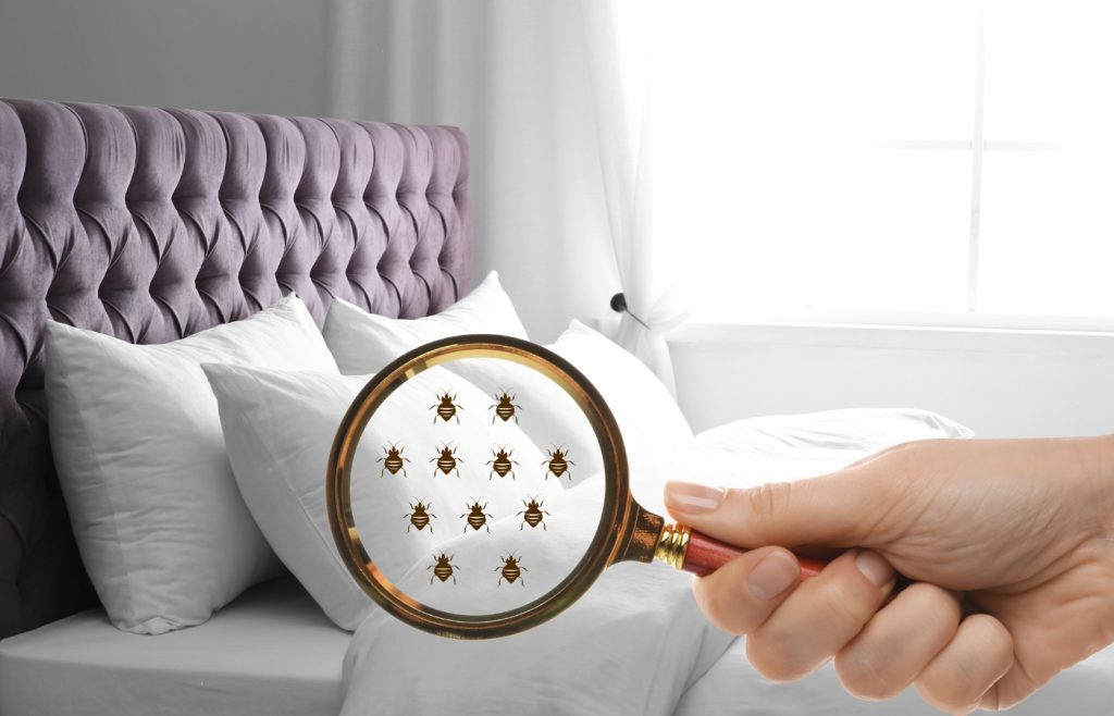 comment eviter d'avoir des punaises de lit