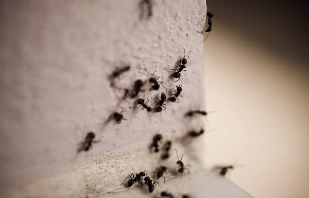 repulsif naturel fourmis