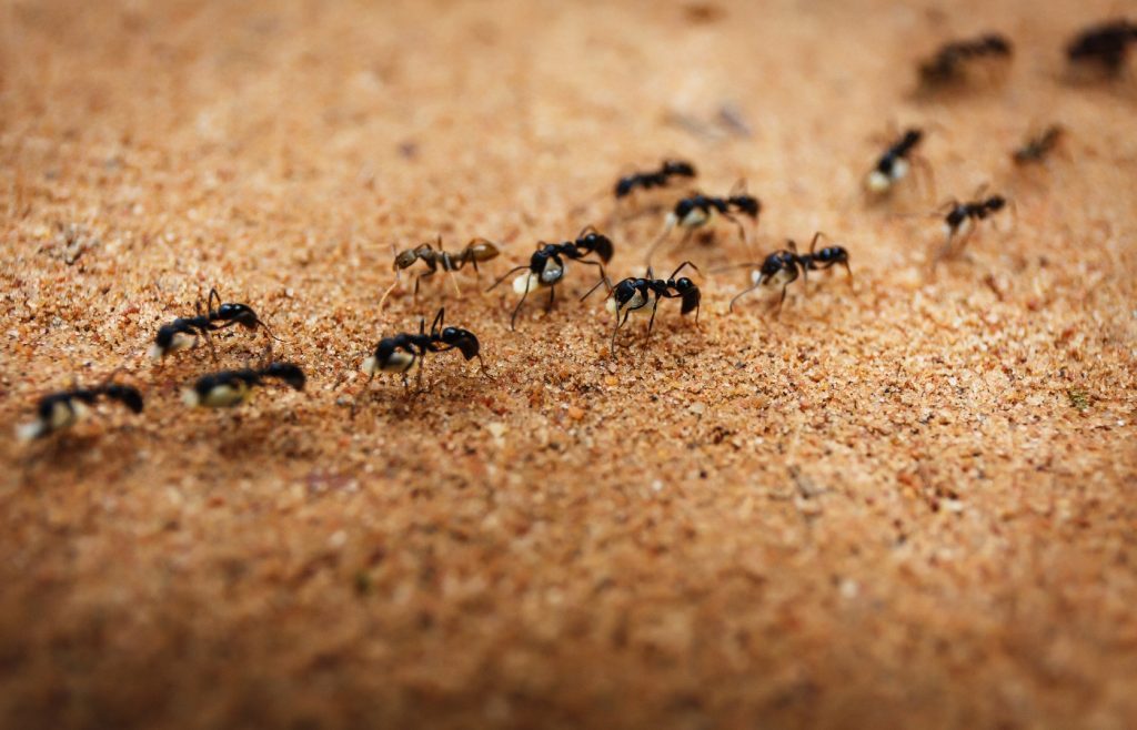 comment se debarrasser des fourmis