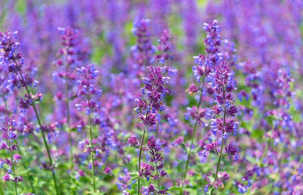 répulsif punaises de bois nepeta