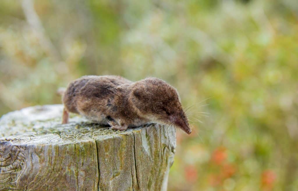 chasser les musaraignes de chez soi