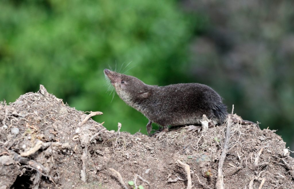 musaraigne dans un jardin