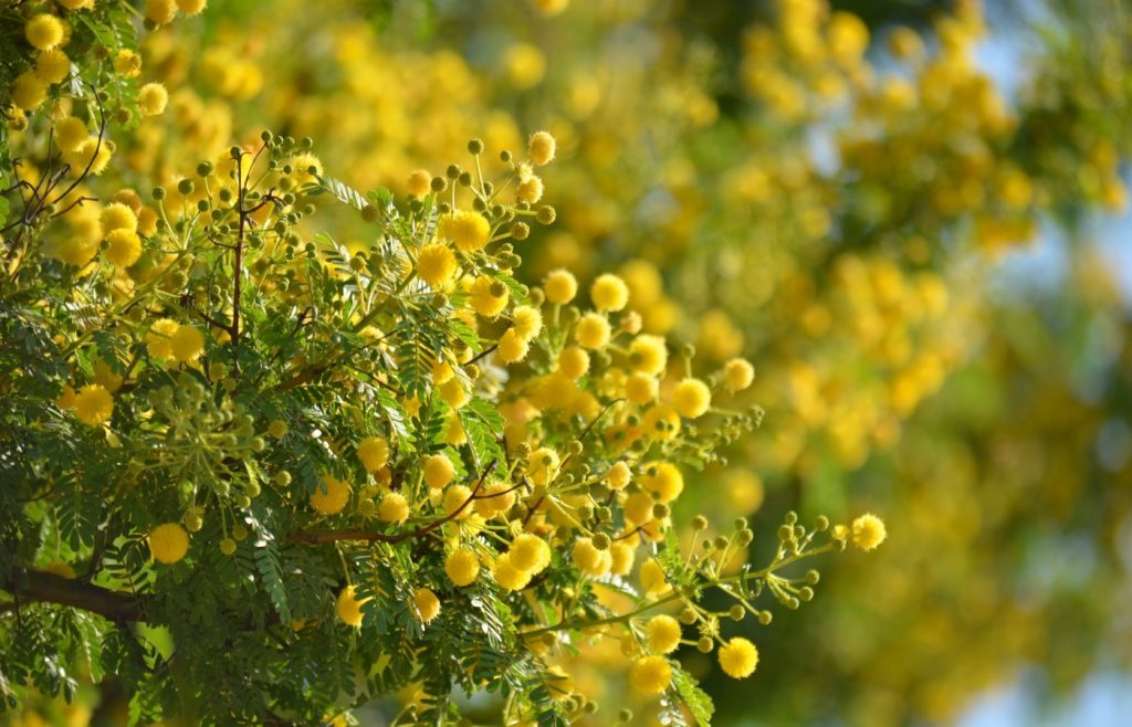 emplacement planter mimosa
