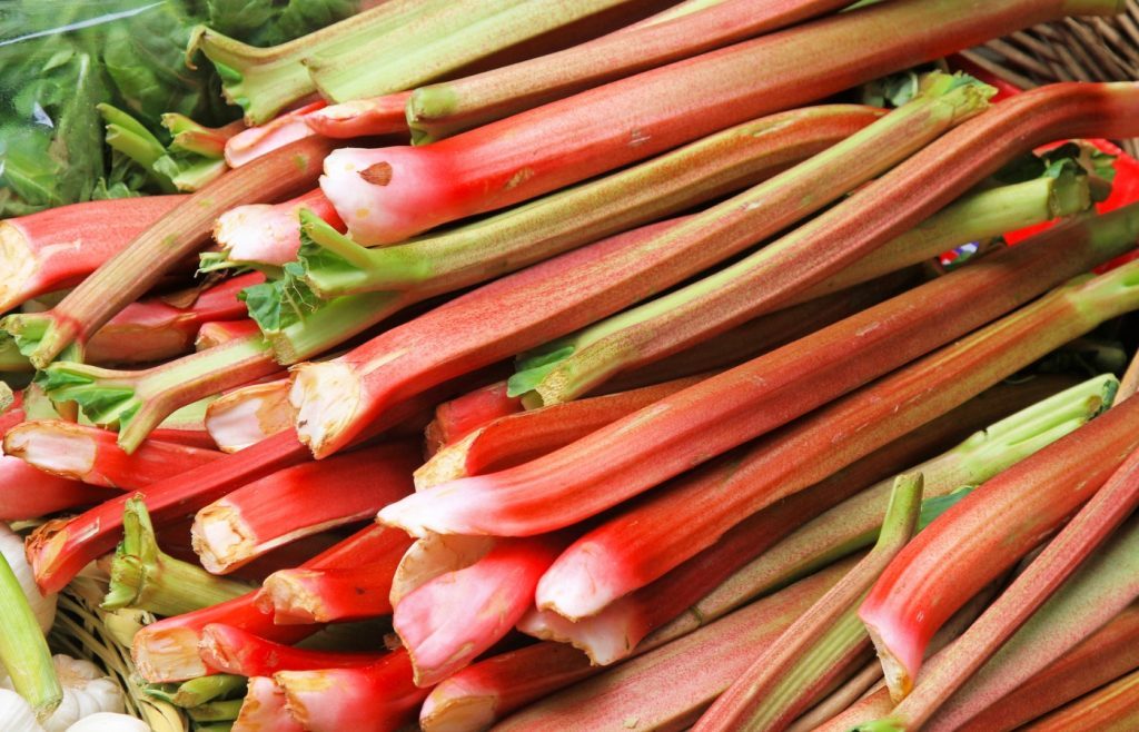 rhubarbe entretien