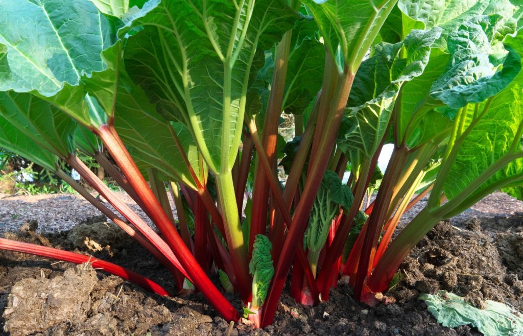 plantation rhubarbe jardin