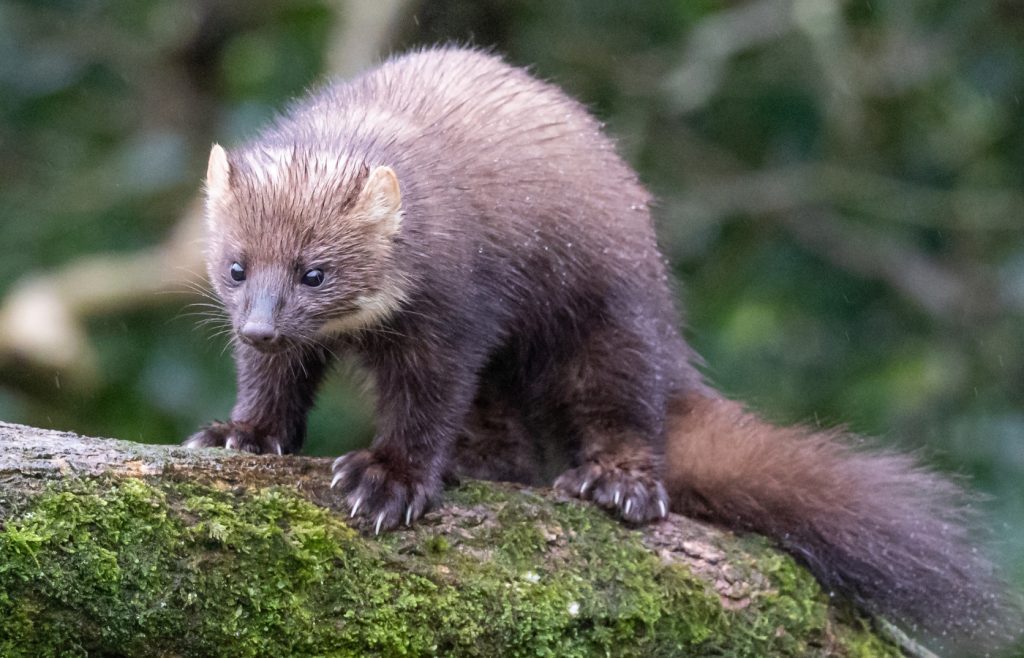 repousser fouine jardin