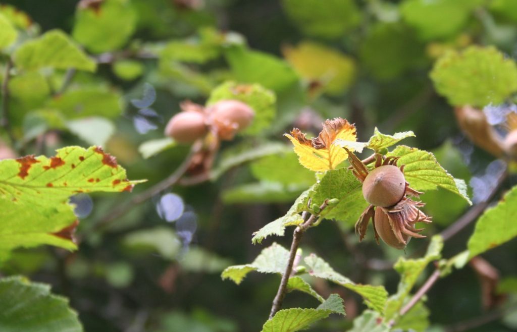 quand tailler son noisetier