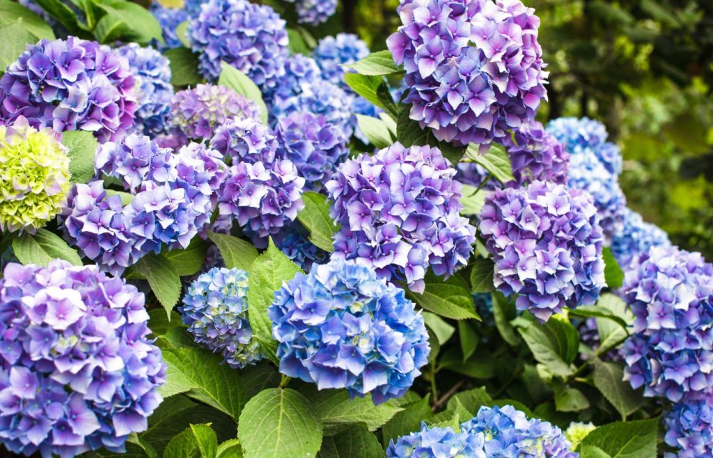 planter et entretenir hortensias