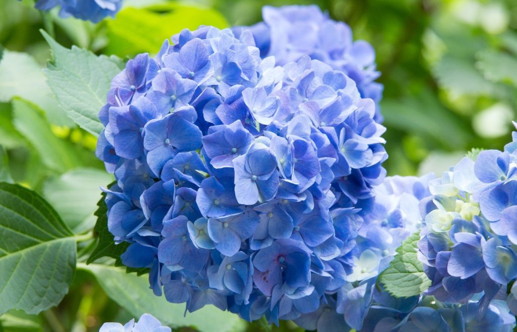 planter hortensias jardin