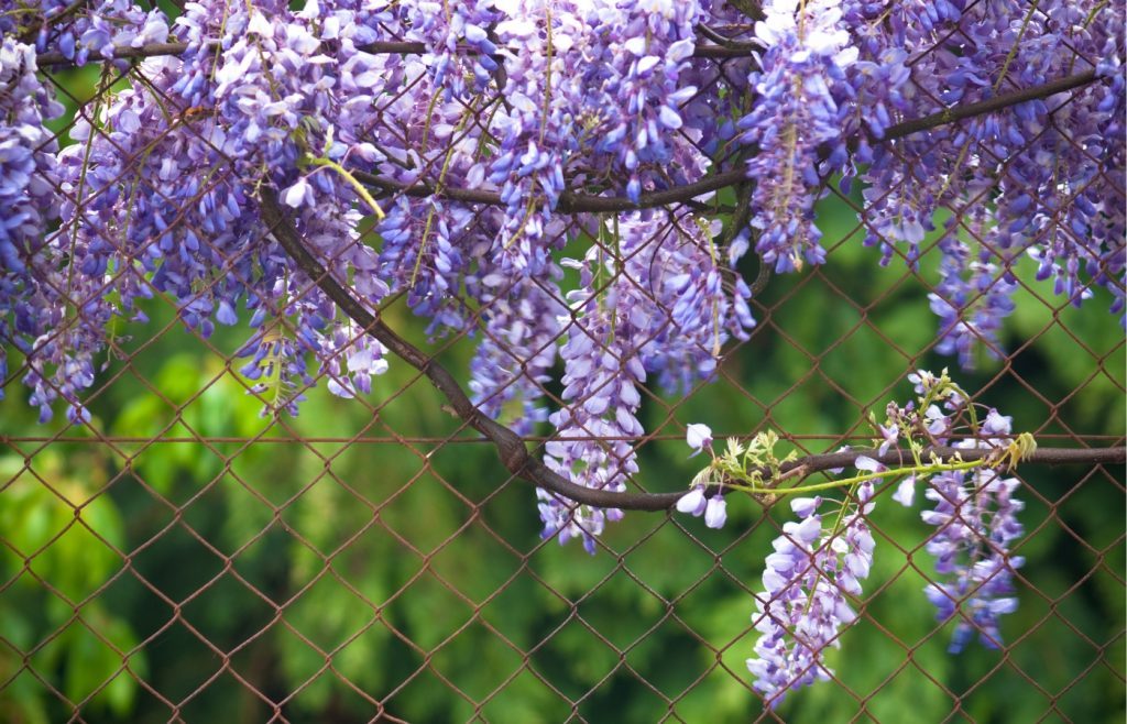comment tailler glycine