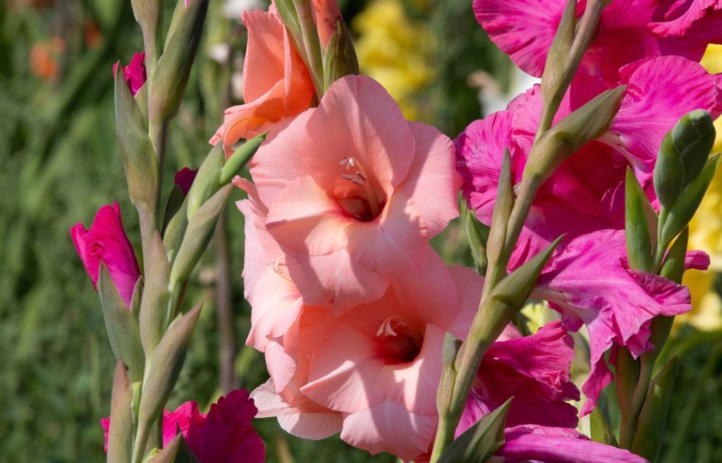 entretenir les glaïeuls