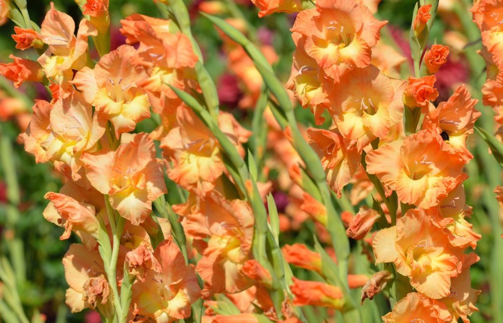 planter des glaïeuls