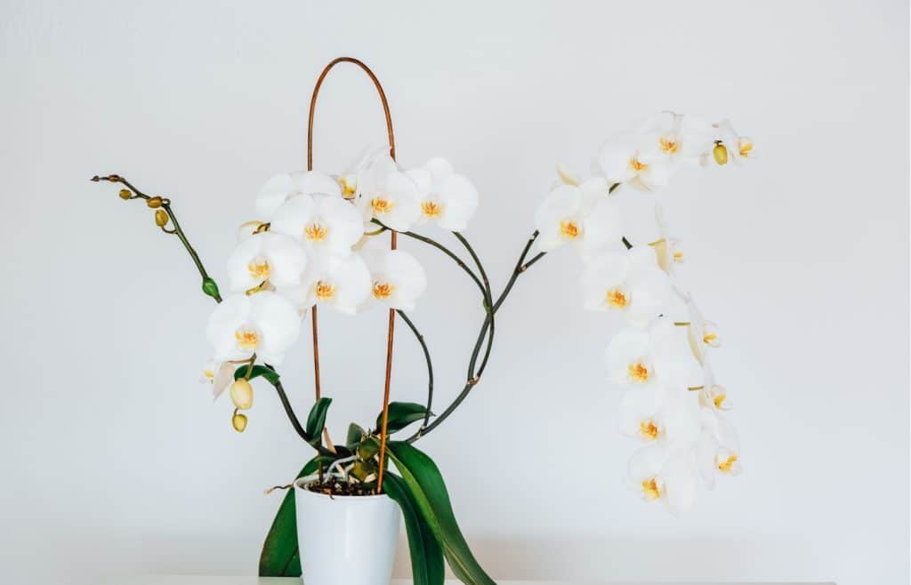 pourquoi rempoter orchidée