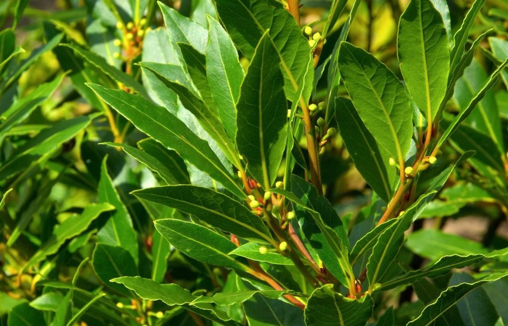 conseils taille laurier