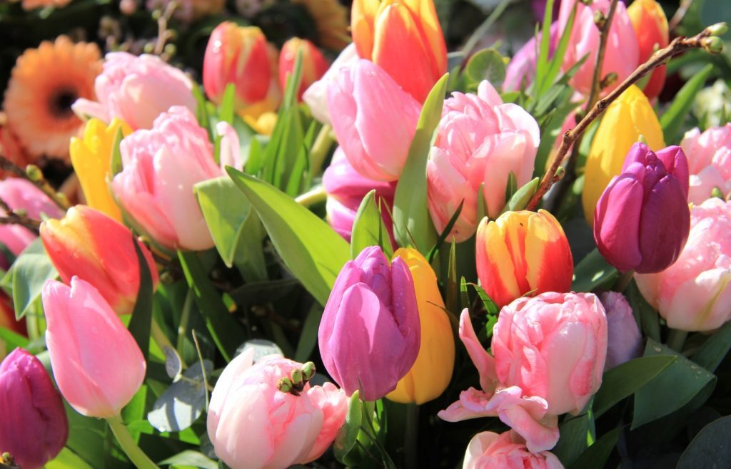 planter tulipes jardin