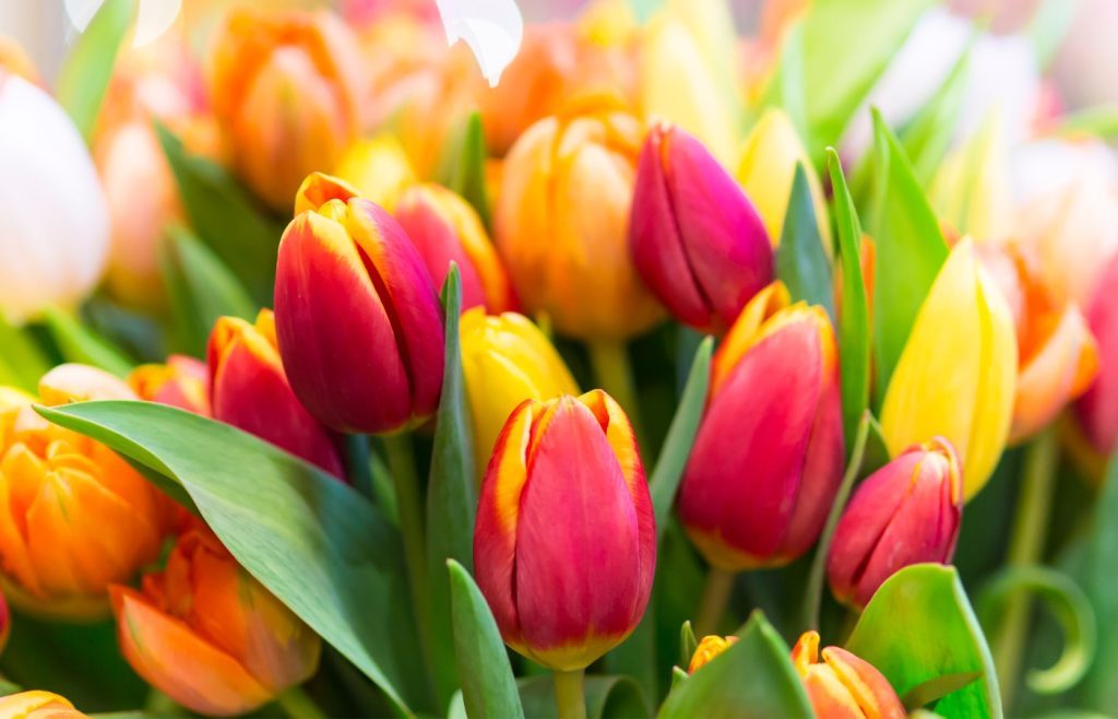 quand planter des tulipes