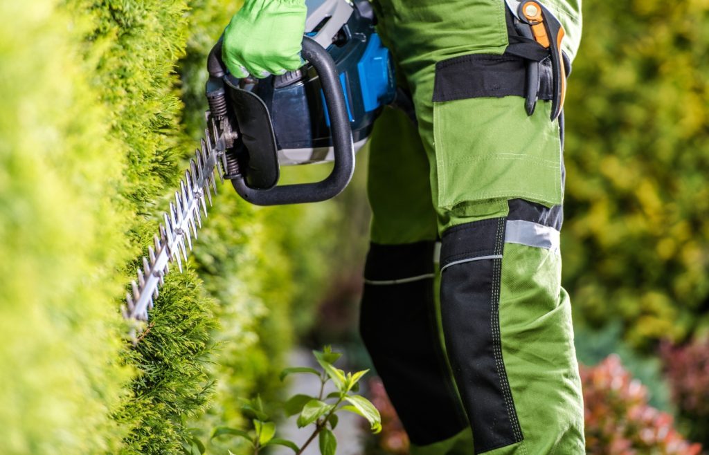 comment tailler haie droite