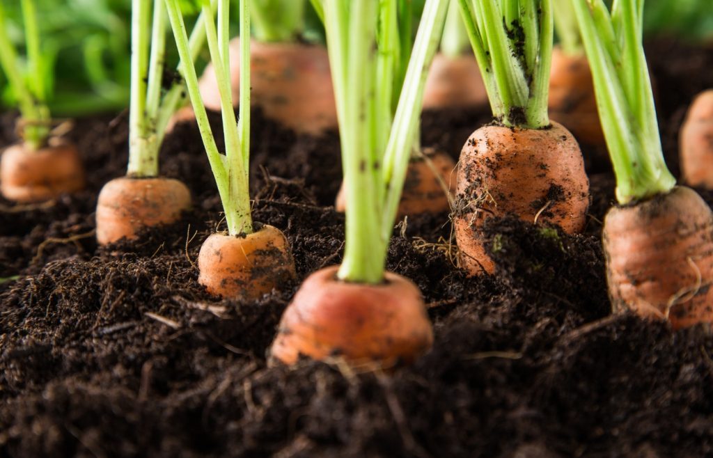 semer carottes potager