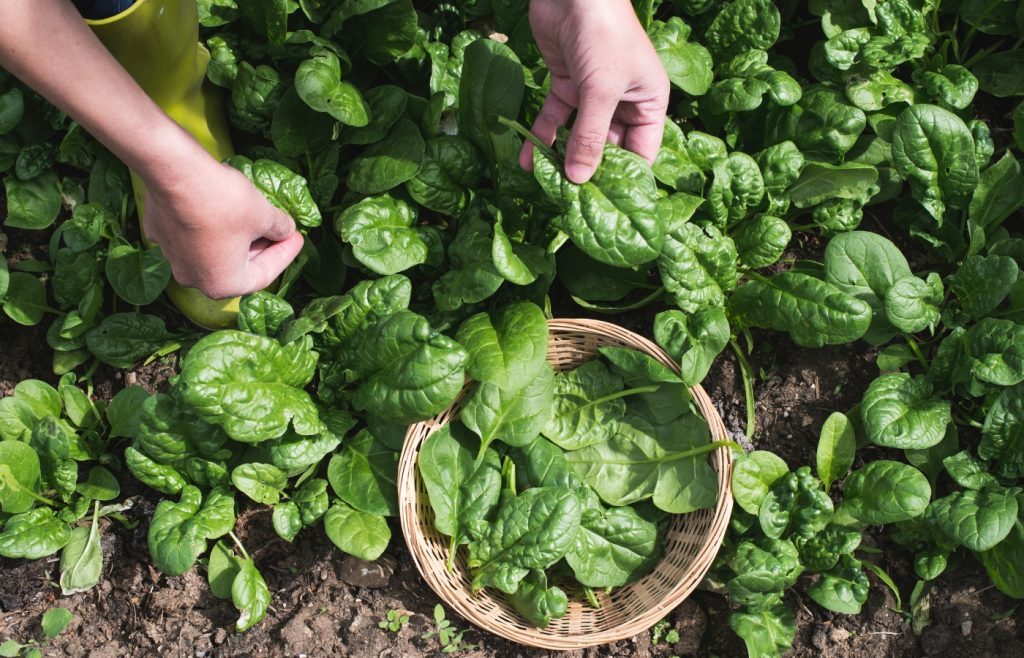 récolte épinards potager
