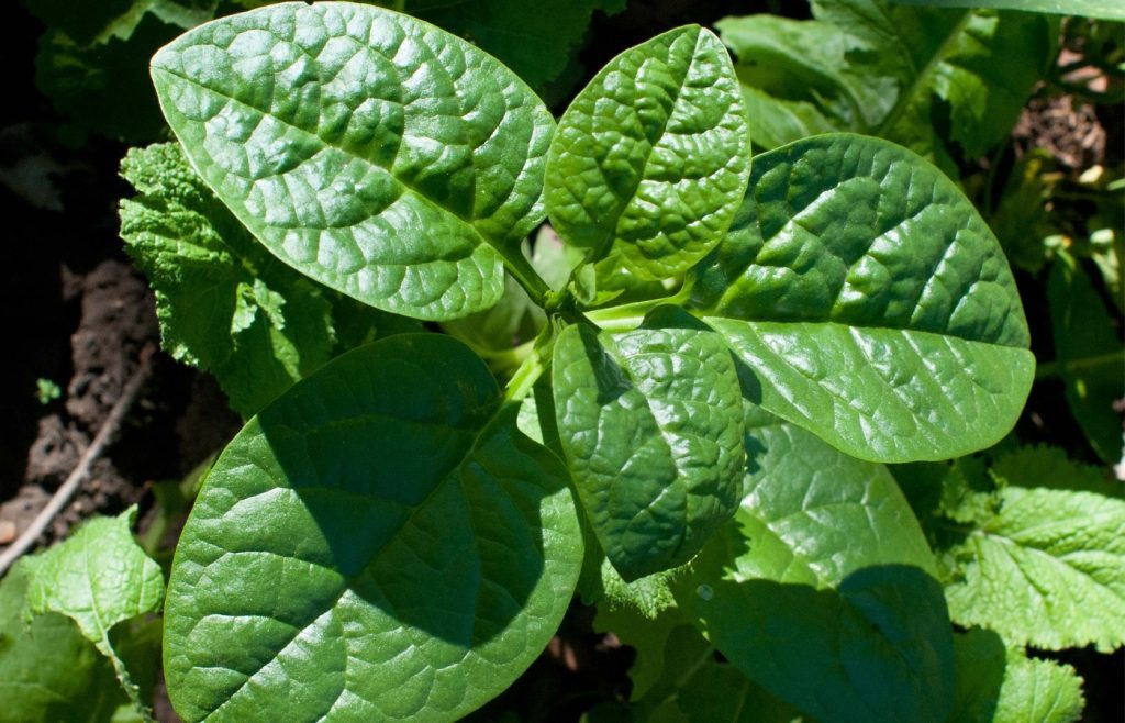 semer épinards potager