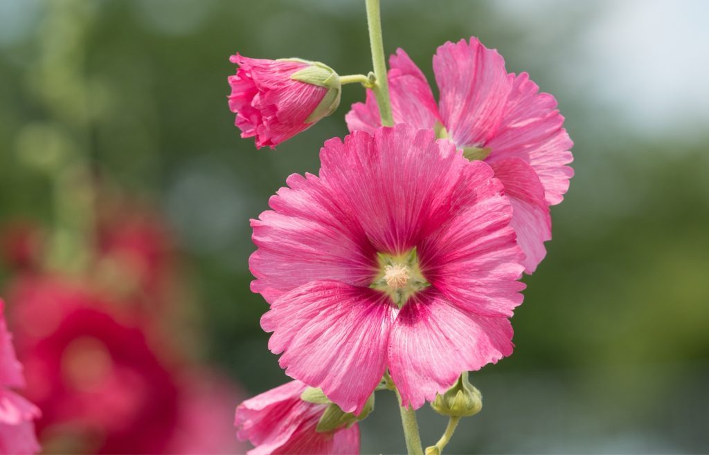 rose tremiere jardin