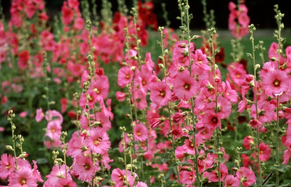 semer roses tremieres