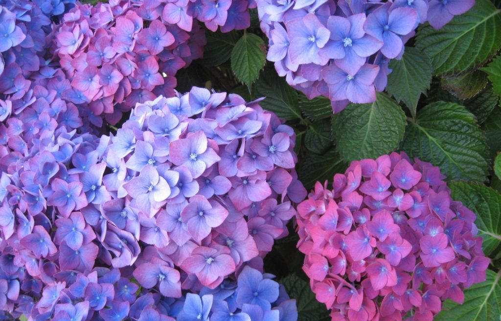 bien tailler les hortensias