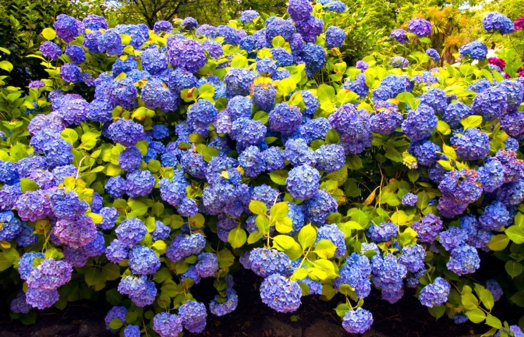 quand tailler hortensias