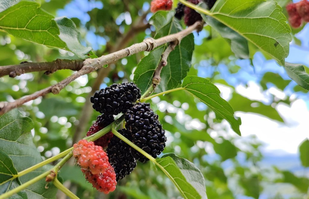 comment tailler murier platane