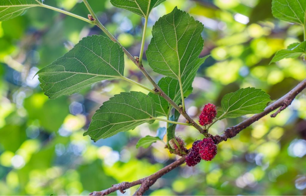 tailler un murier platane