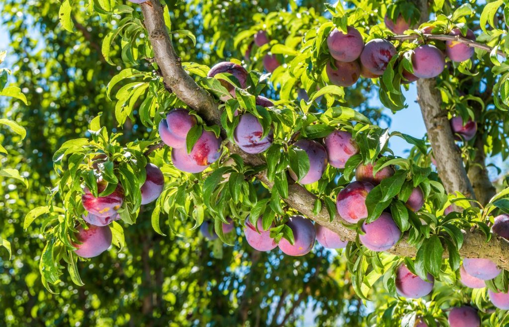 réussir taille de prunier