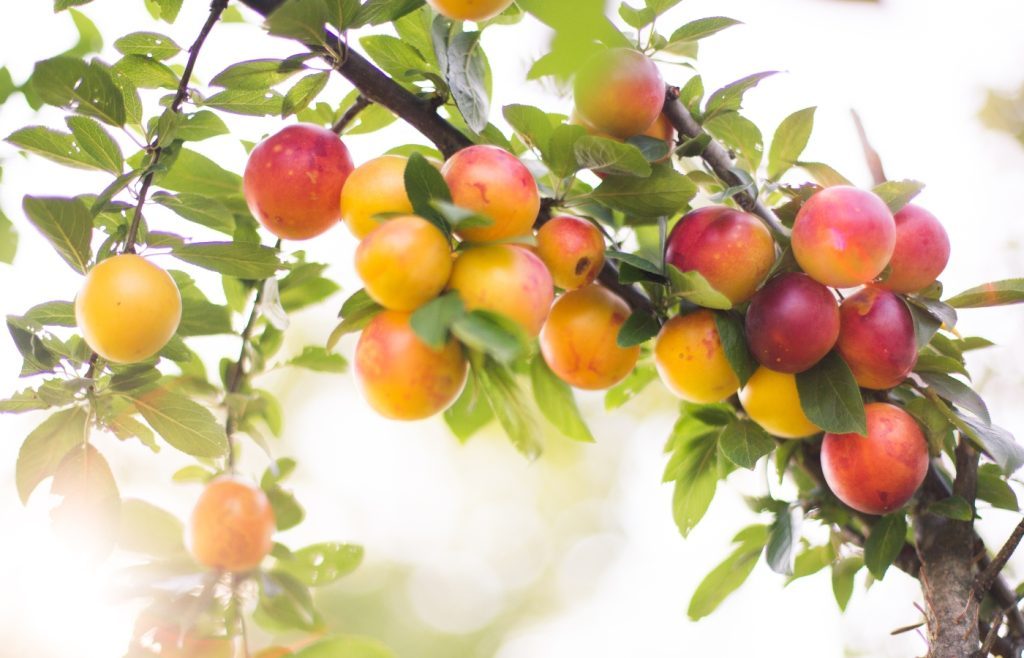 quand tailler un prunier