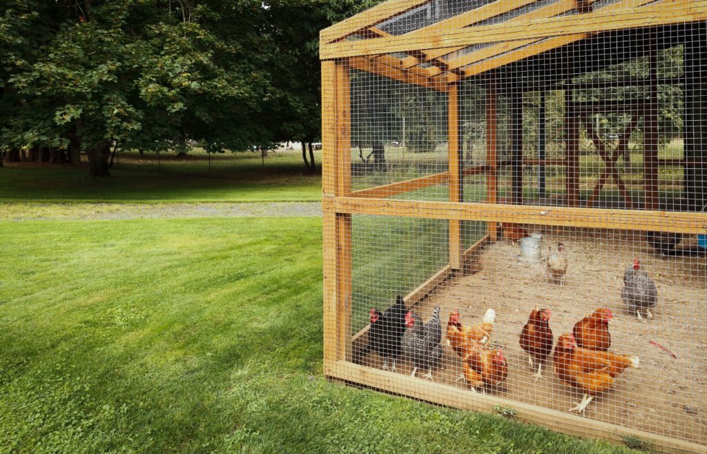 rats dans le poulailler