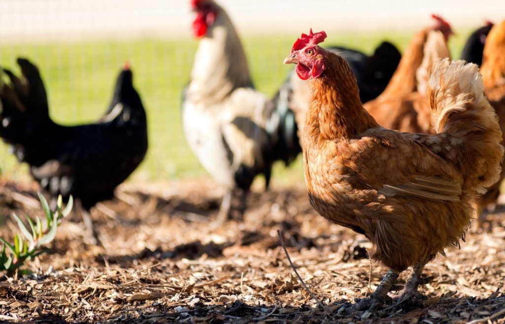 poulailler infesté de rats