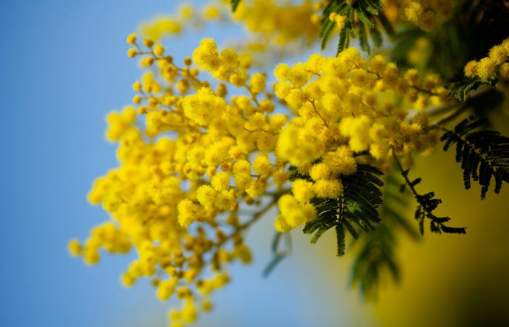 mimosa comment le tailler
