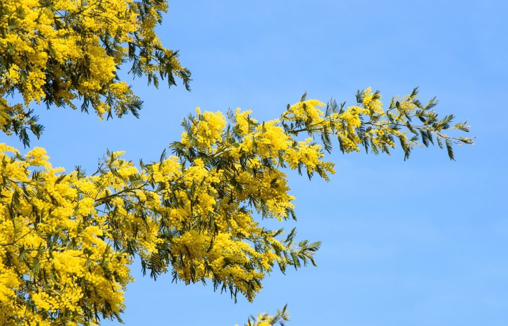tailler le mimosa