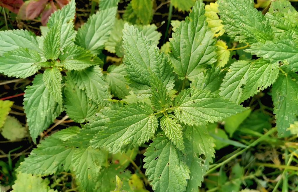 désherber orties jardin