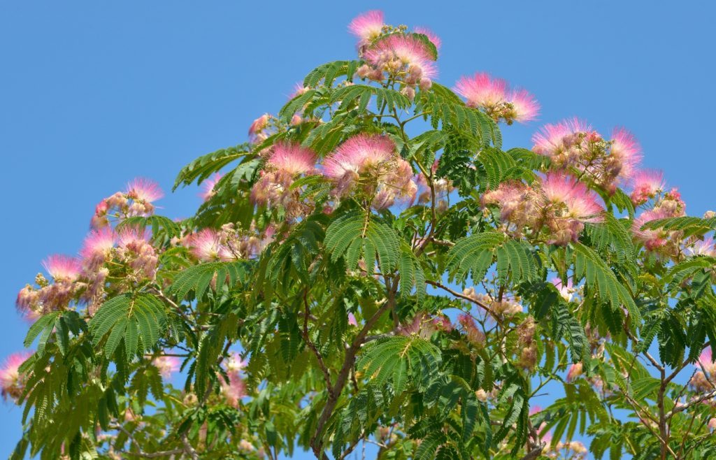 quand et comment tailler albizia