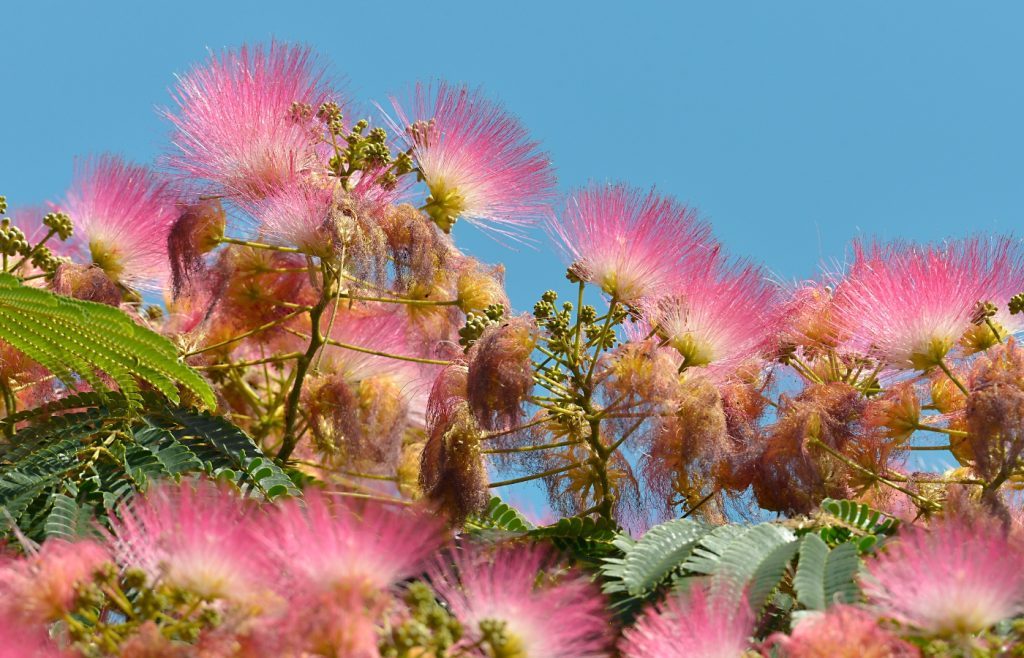 comment tailler albizia