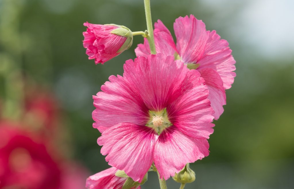 comment planter rose tremiere