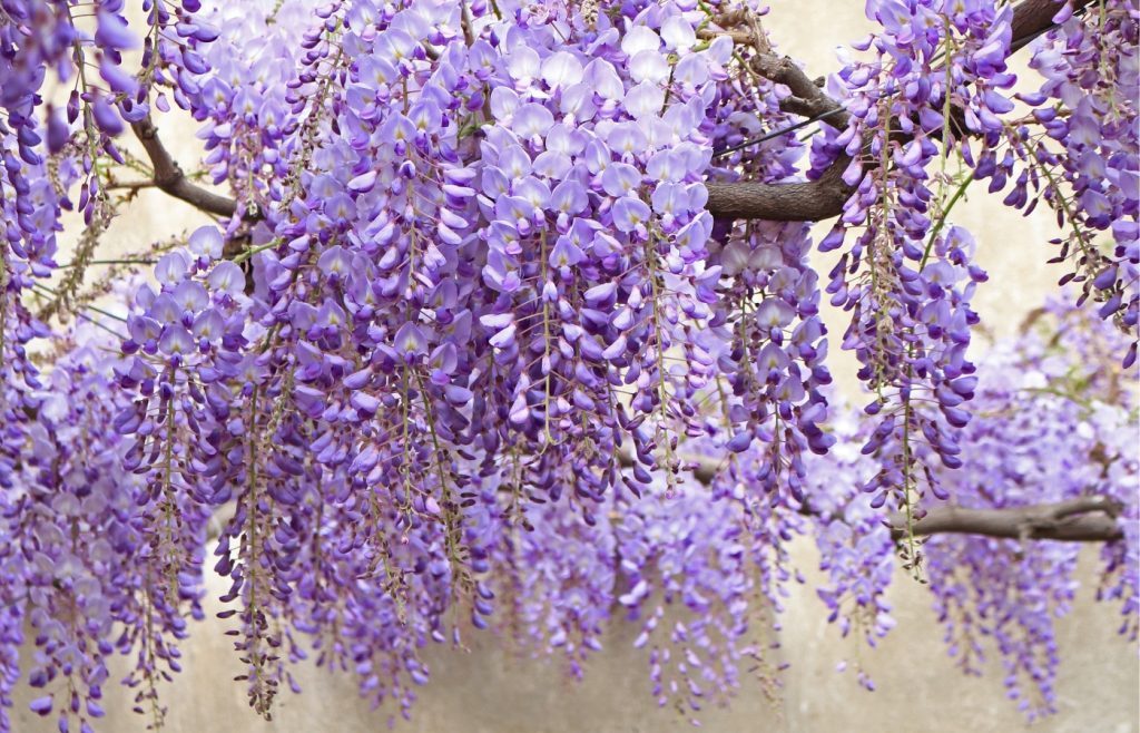 quand tailler une glycine