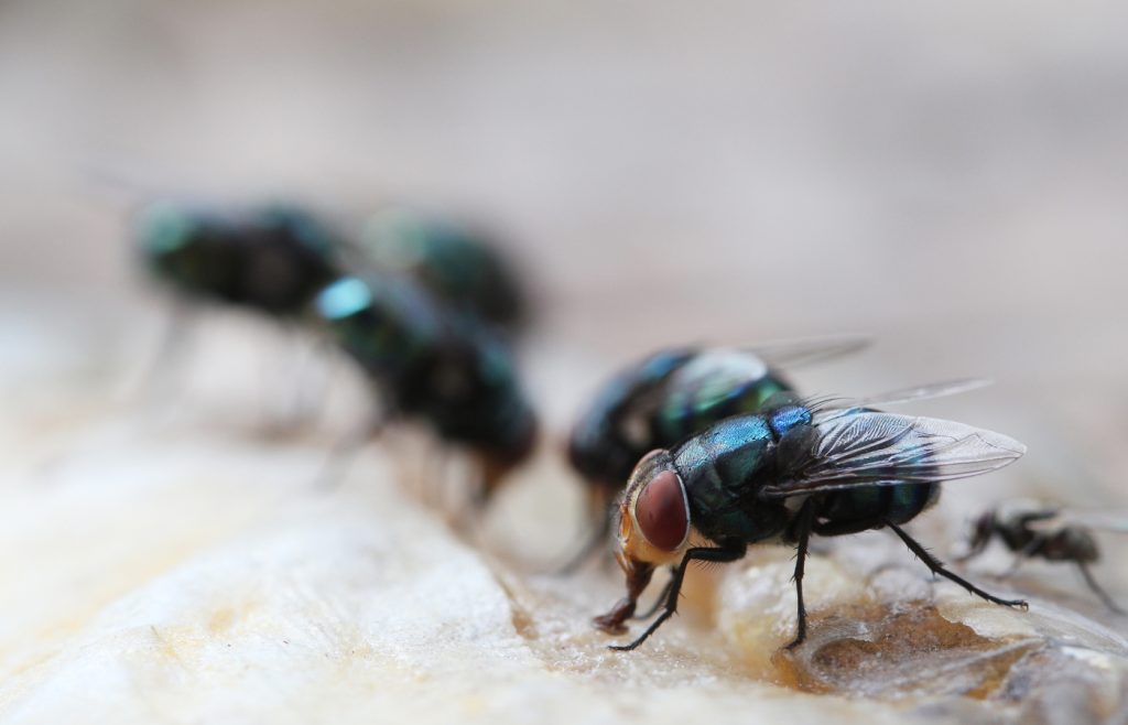 éloigner les mouches de façon pratique et durable