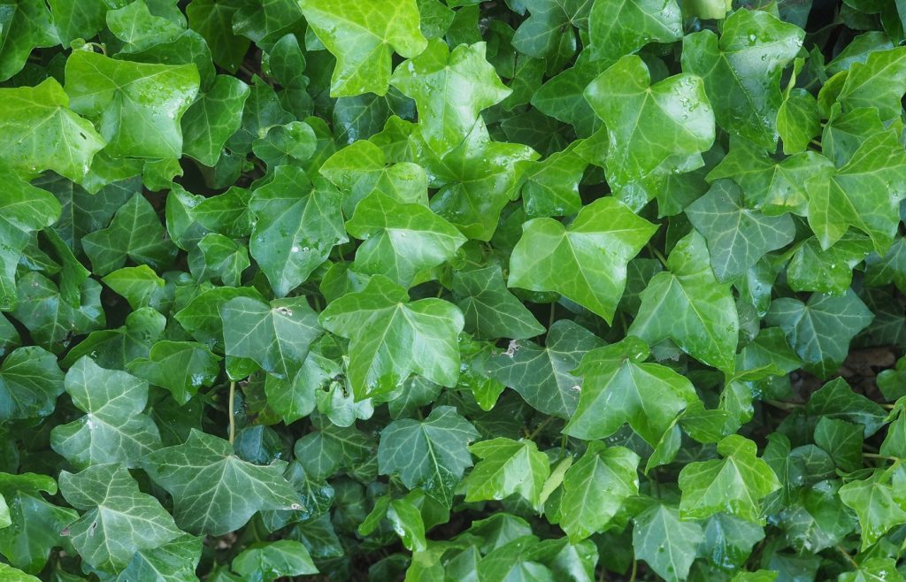 solutions contre lierre envahissant