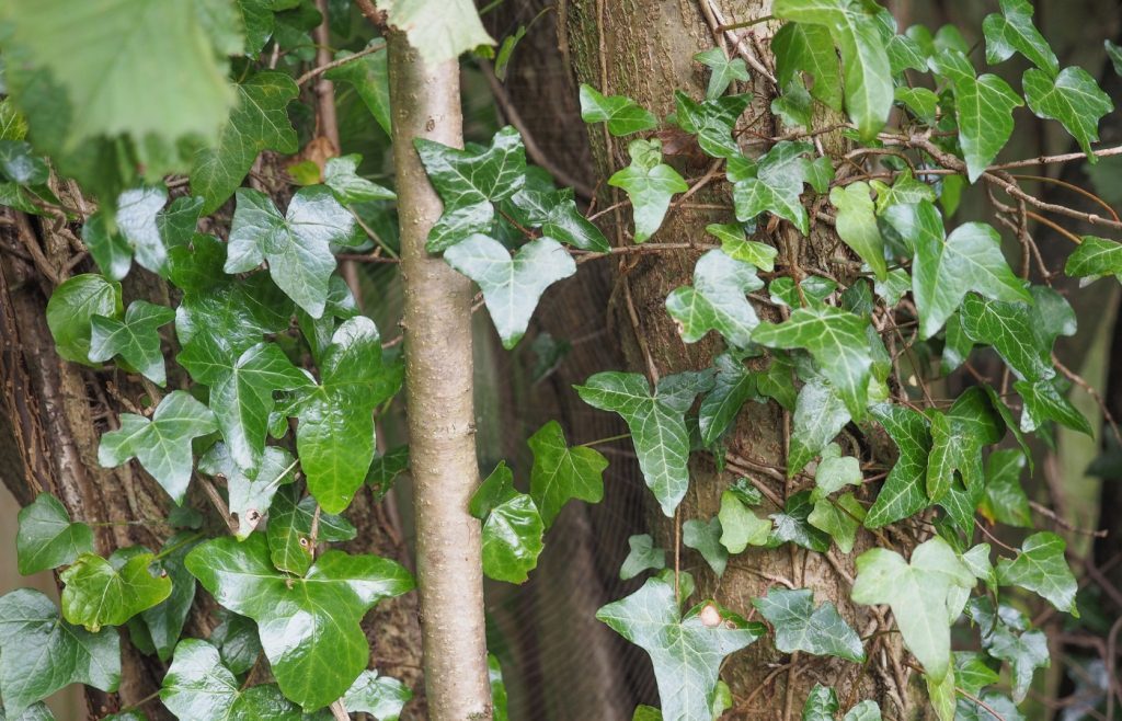 comment se débarrasser du lierre envahissant