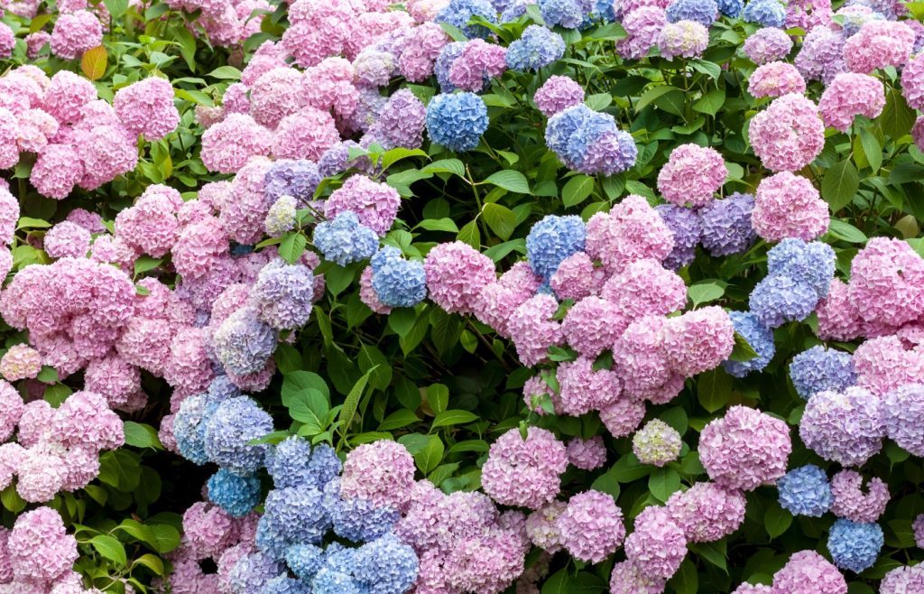 a quel moment tailler hortensias