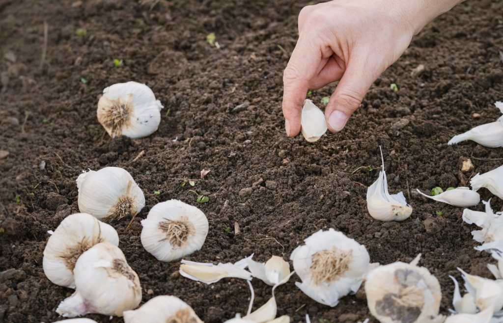 conseils planter ail potager