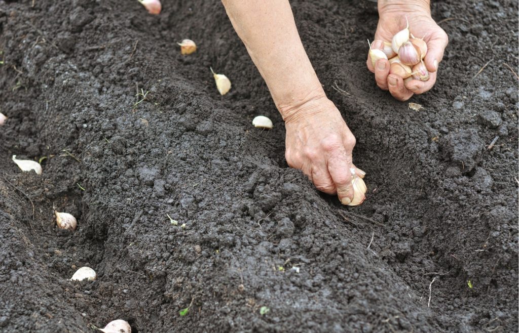 à quel moment planter l'ail